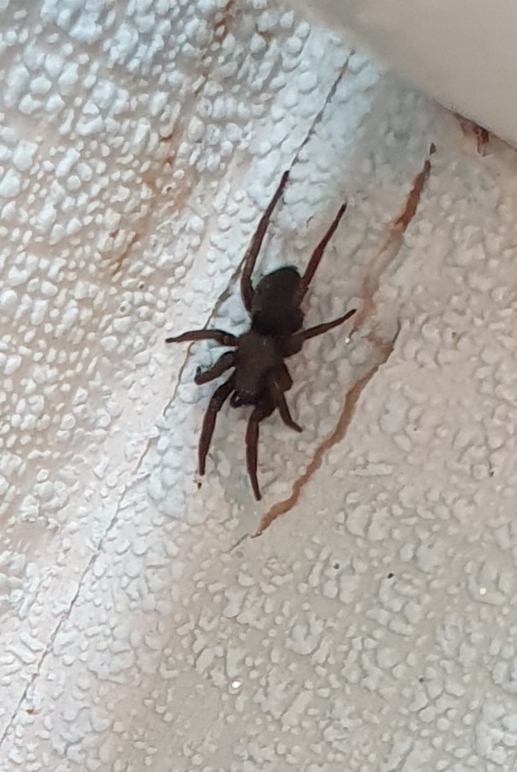 Tell me what kind of beast - My, Spider, Arachnids, 