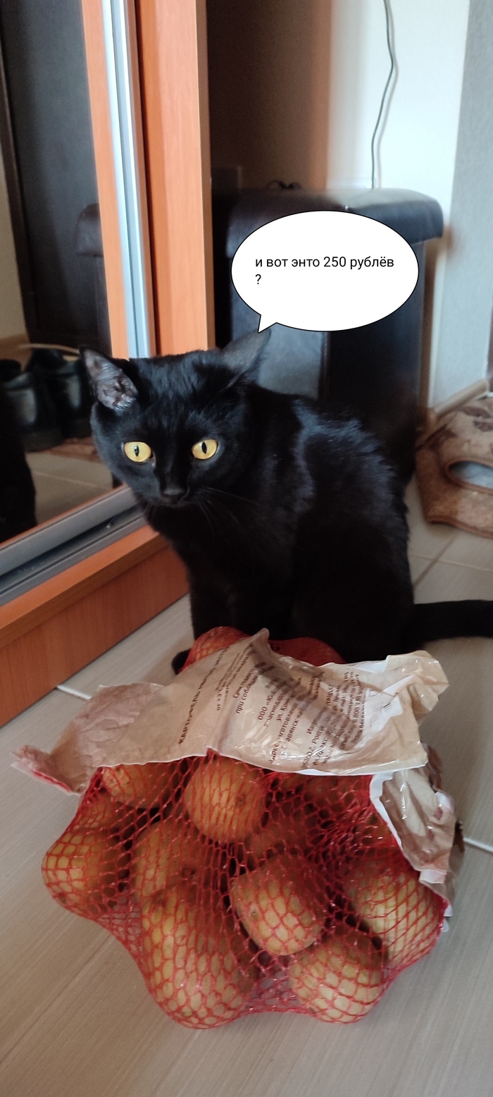 Кошка в шоке от картошки