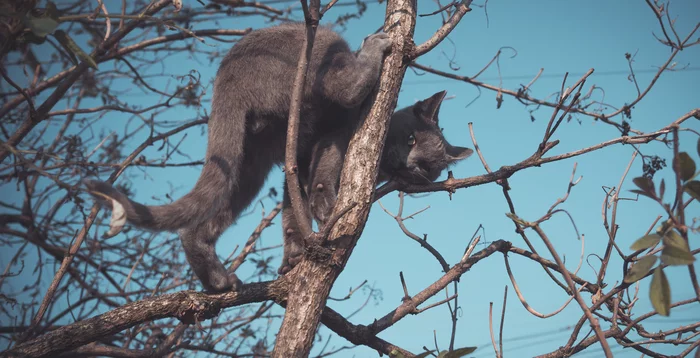 Котизм обыкновенный - Моё, Кот, Домашние животные, Развлечения, Весна, Фотография, 