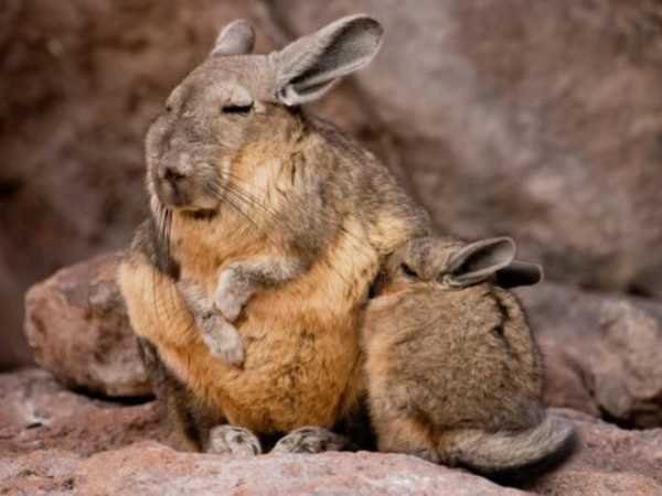 Happy mother - Mountain Viskasha, Animals, Single Mother, wildlife, 