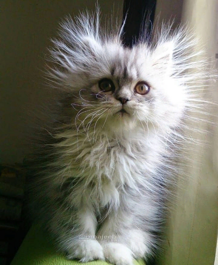 ��� �������, ����� ��� �� ����� �����?