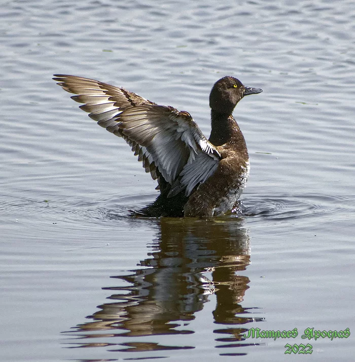 Tufted duck - My, Birds, The nature of Russia, Ornithology, Nature, Duck, Schelkovo, Hobby, Photo hunting, The photo, 