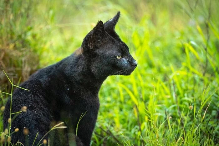 Black Serval - Serval, Small cats, Cat family, Predatory animals, Wild animals, wildlife, National park, Serengeti, Africa, The photo, Melanism, 