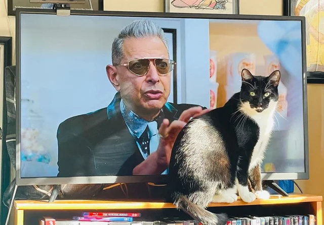 Smooth through the screen - cat, TV set, Jeff Goldblum, 