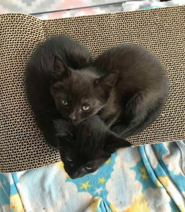 Double cuteness in dark colors - cat, Milota, Kittens, , Black cat, Heart