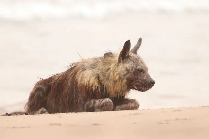 Relax on the beach - Hyena, Brown hyena, Predatory animals, Wild animals, wildlife, South Africa, The photo, Beach, 