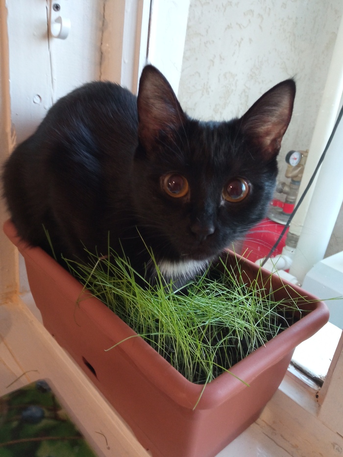 Комнатные растения, которые не едят коты