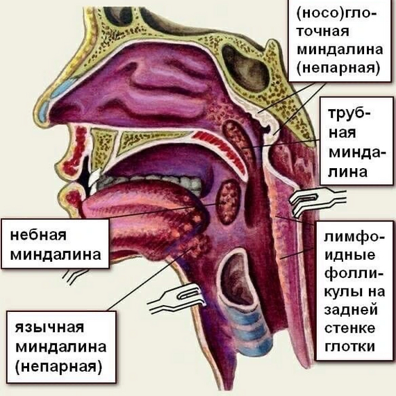 Anatomical terms in honor of N.I.Pirogov - My, Informative, Nauchpop, The medicine, Biology, Scientists, Anatomy, Longpost, 