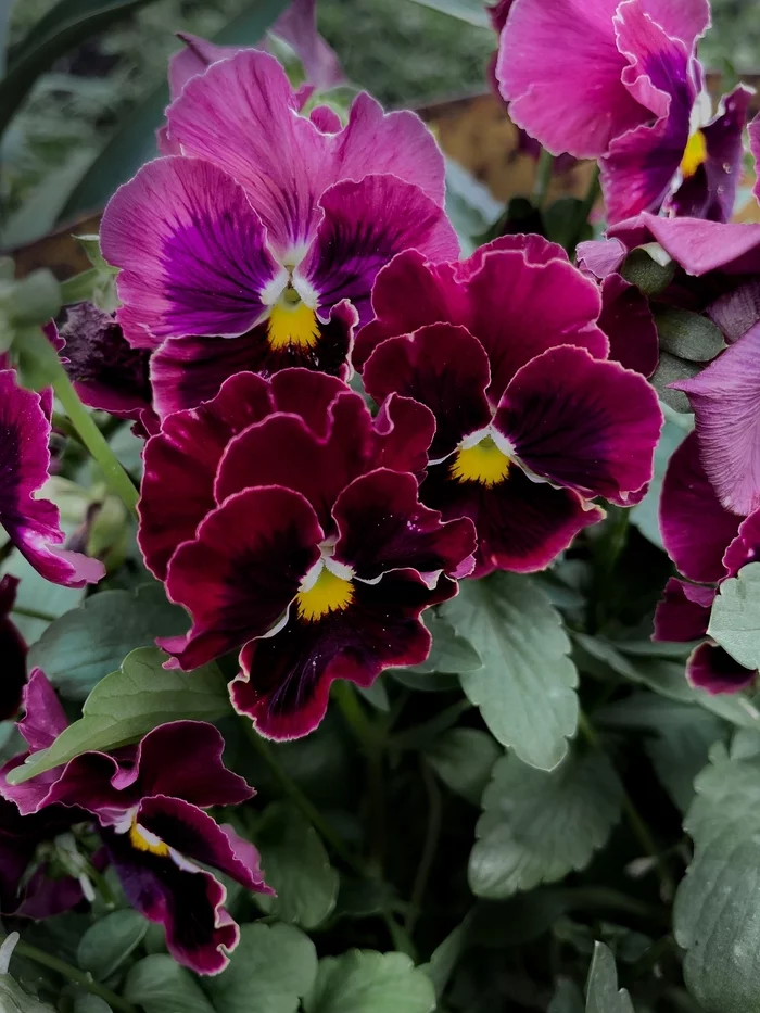 Pansies - Dacha, Pansies, Flowers, The photo, Mobile photography, 