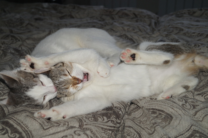 ������������� ���� �����  (���� ��� ������)