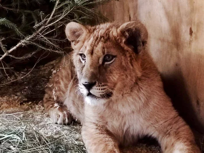 Dobrynya or Simba? In the Chelyabinsk Zoo choose the name of the lion cub - Lion cubs, Big cats, Cat family, Wild animals, Predatory animals, Chelyabinsk Zoo, Interesting, a lion, Chelyabinsk, Positive, Around the world, Video, Video VK, Zoo, 