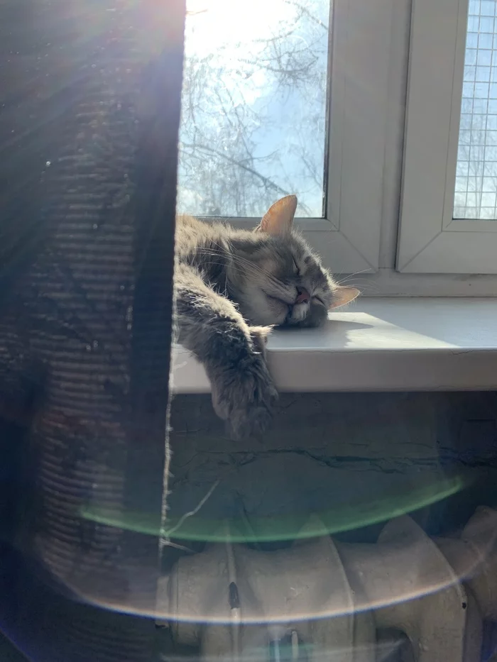 Sunbathing - My, The photo, cat, 