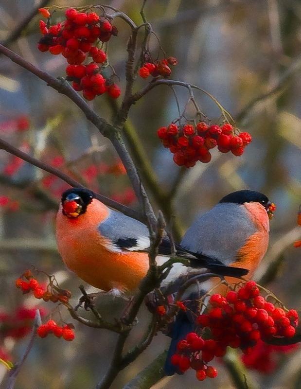In the continuation of the post: the feast of red - Birds, Bullfinches, The photo, Sexual dimorphism, 