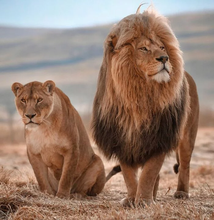 King with Queen - Lioness, a lion, Big cats, Cat family, Predatory animals, Wild animals, wildlife, Africa, The photo, King of beasts, 