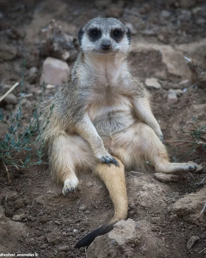 Posing - Meerkat, Predatory animals, Wild animals, Zoo, The photo, 