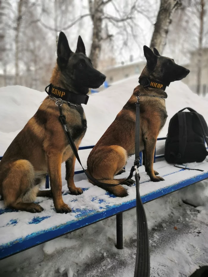 Father and son) - Dog, Sheepdog, Pets, Malinois, Belgian shepherd, Service dogs, 