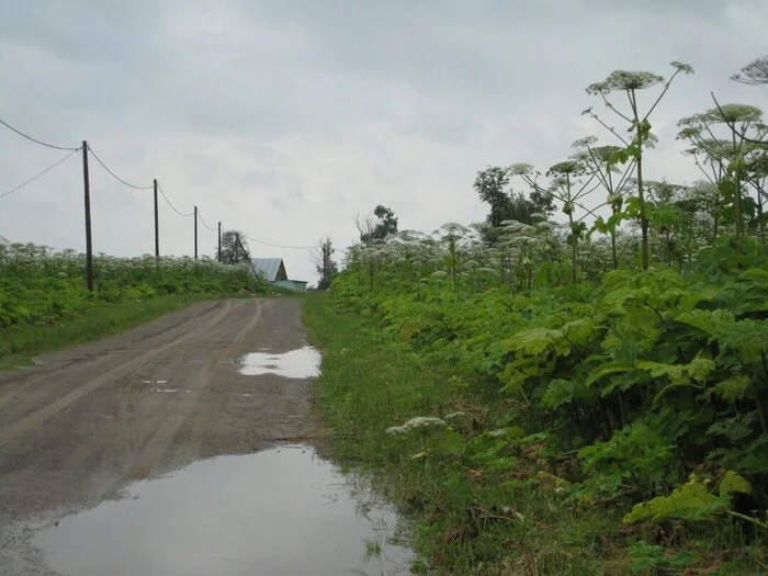 Reading the article about hogweed in AiF, I want to say... - My, Hogweed, ANTI-FISHING AGENT, Сельское хозяйство, Plants, Ecology, Biodiversity, Longpost, 