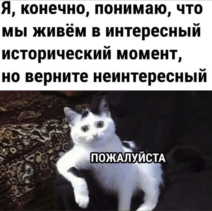 Historical moment - There is no way back, Life is pain, cat, Picture with text, 