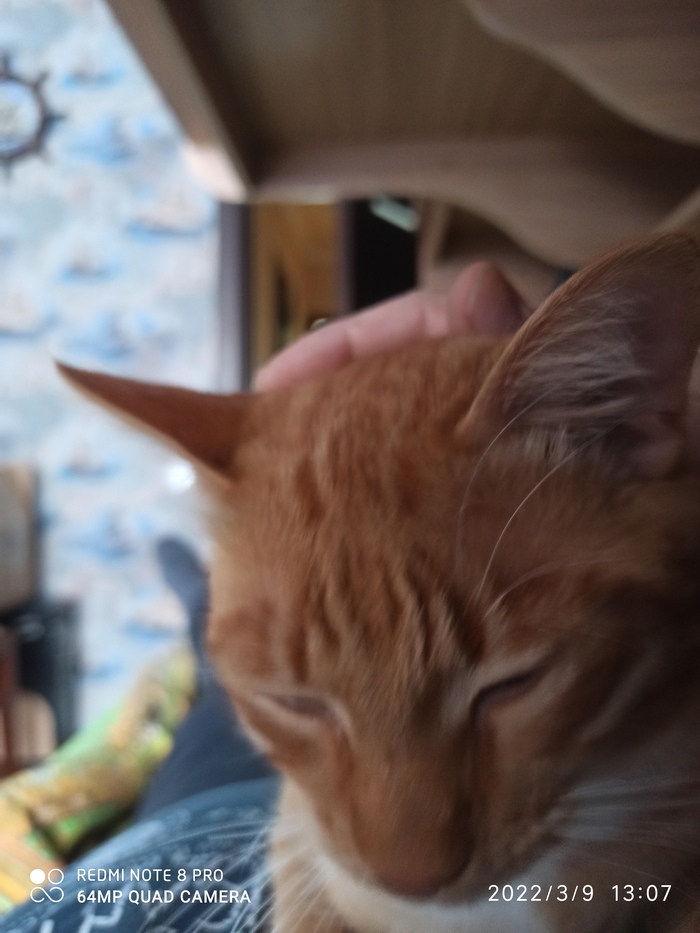 Али Али. Сима Ленд Кот, Магазин, AliExpress, Длиннопост