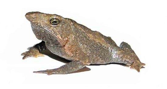 Toad from Ecuador sang for the first time in more than 100 years - Toad, Sound, Ecuador, South America, Amphibians, Animals, Suddenly, Scientists, Opening, wildlife, Biology, Zoology, Video, Youtube, Longpost, 