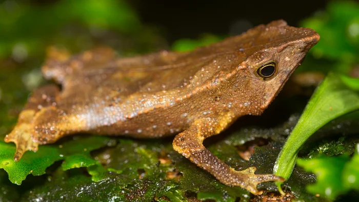 Toad from Ecuador sang for the first time in more than 100 years - Toad, Sound, Ecuador, South America, Amphibians, Animals, Suddenly, Scientists, Opening, wildlife, Biology, Zoology, Video, Youtube, Longpost, 