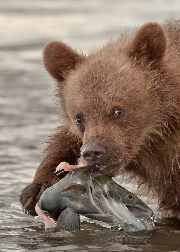 We need to eat! - The Bears, Salmon, From the network, 