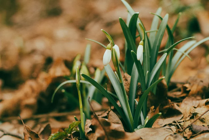 Snowdrops in the ribbon - My, Snowdrops flowers, Spring, Flowers, 