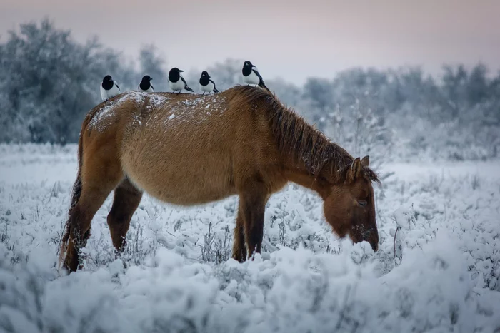 Warming the legs - Magpie, On horseback, Horses, Winter, Snow, Cold, beauty of nature, Birds, Animals, The national geographic, The photo, Astrakhan Region, 