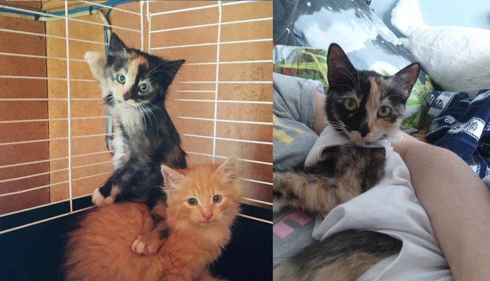 Before and After from Kira - a country kitten from an empty autumn gardening - My, Found a home, cat, Animal Rescue, Longpost, Kittens, It Was-It Was, 