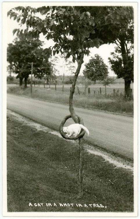 Кот сидит на узле из дерева - Кот, Черно-белое фото, Дерево, Узел, Старое фото, Фотография, Из сети, 