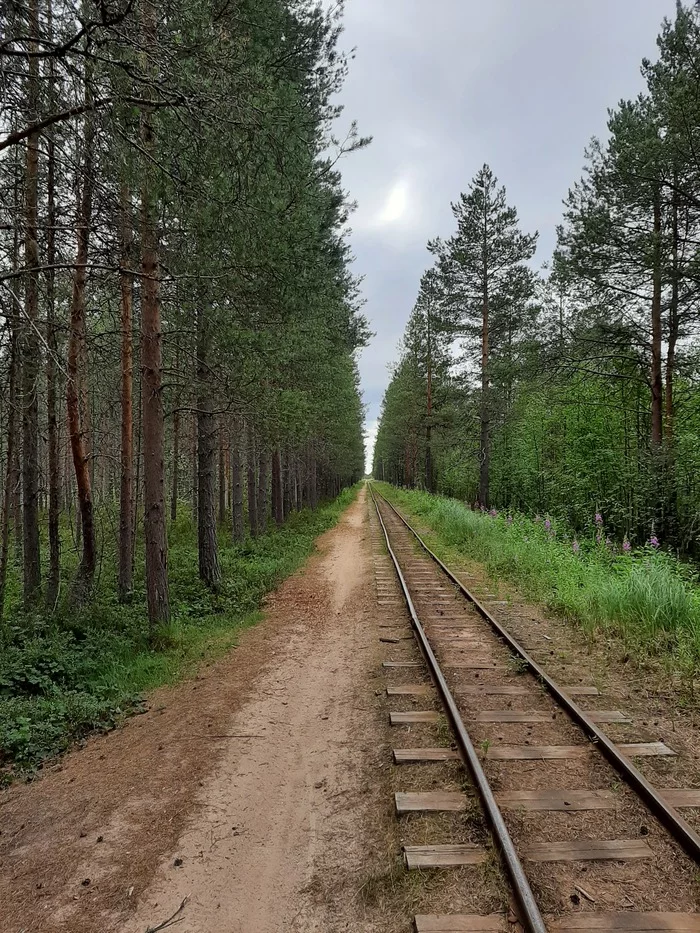 Cycling along the Kudem Railway - My, Narrow gauge, Severodvinsk, North, Bike ride, Mobile photography, Longpost, Kudma, 