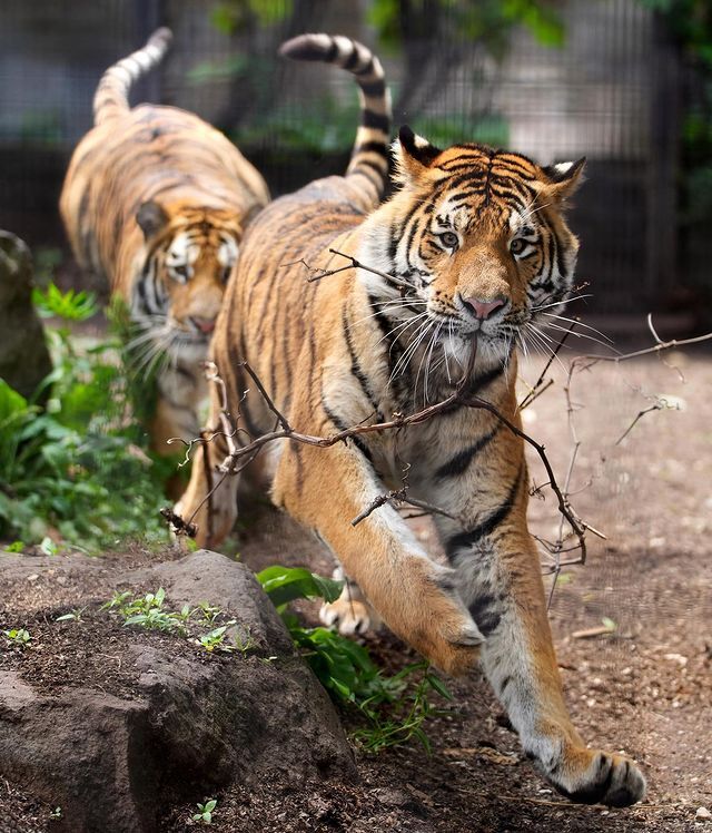 The game - Tiger, Amur tiger, Big cats, Cat family, Predatory animals, Wild animals, Zoo, The photo, Branch, 