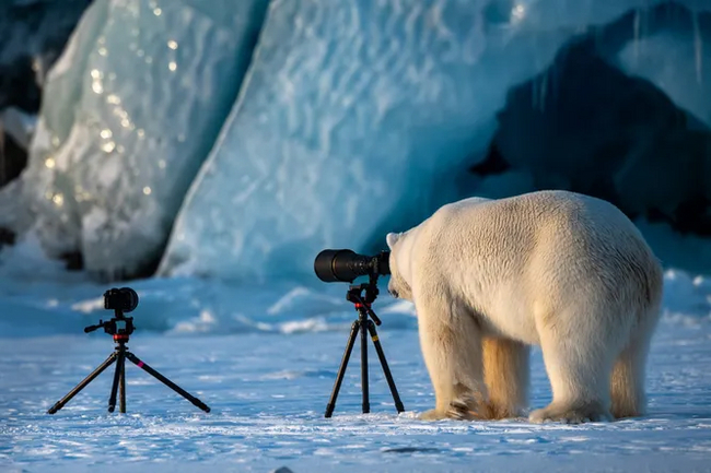 A serious contender for the title of best photographer - Polar bear, The photo, Wild animals, The Bears, Competition, Funny animals, 