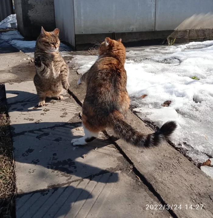 Friendly greetings - My, cat, Tricolor cat, Paws, 