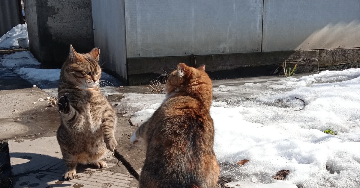 Дружеское приветствие | Пикабу