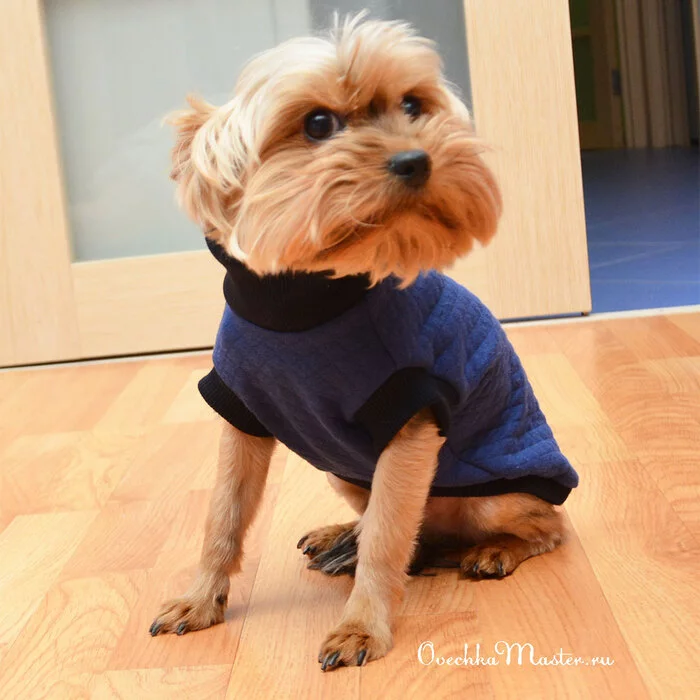 My dog - My, Yorkshire Terrier, Yorkshire, Dog, Clothes for animals, Sewing, Longpost, 