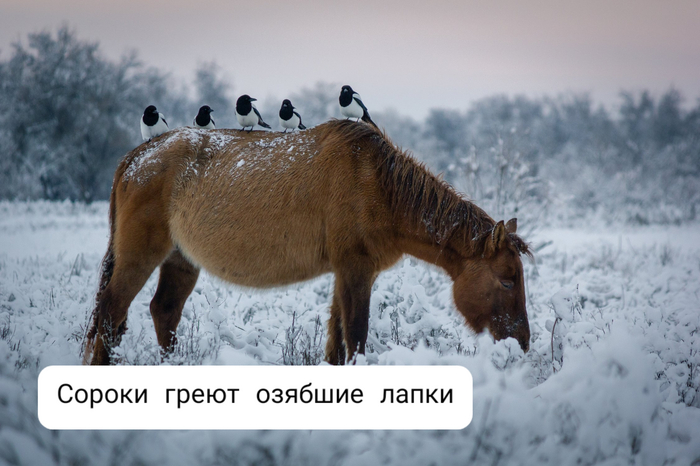 Зябнет ли зяблик?