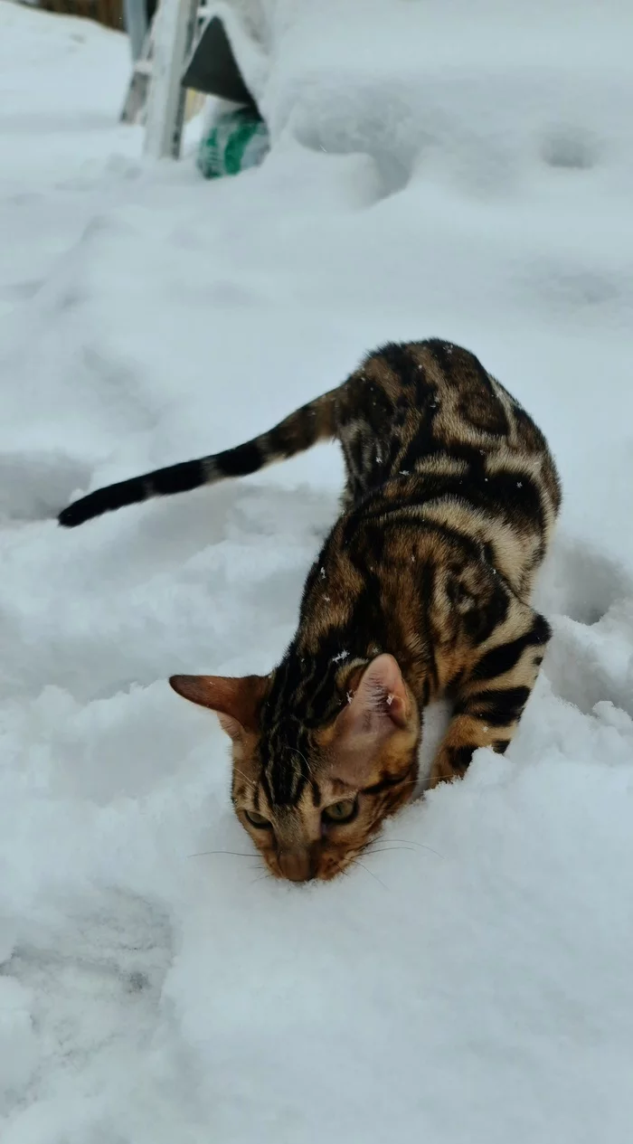 Люциус первый раз увидел снегДомашний питомник бенгальских кошек Bengalcat_club ХМАО г.Нефтеюганск,  доставка - Бенгальская кошка, Котята, Питомник, Животные, Длиннопост, Лучший друг, Кот, Домашние животные, 