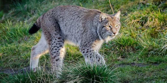 Continuation of the post In Mordovia, a forester-poacher who killed a lynx and a roe deer was detained - Lynx, Small cats, Red Book, Endangered species, Mordovia, Negative, Cat family, Predatory animals, Wild animals, Forestry, Foresters, Poachers, Killing an animal, Criminal case, Damage, Court, Compensation for damage, Correctional labour, Sentence, Confession, Reply to post, 