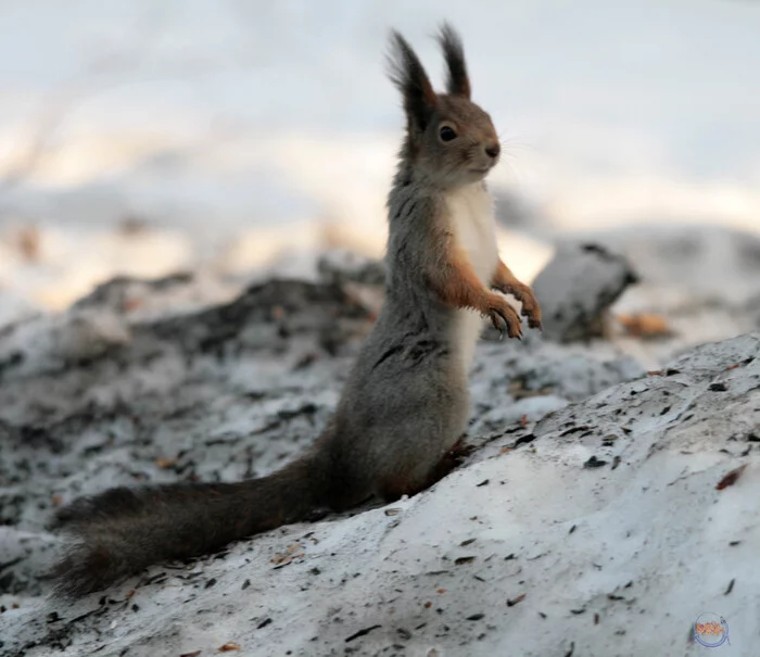 Ducks and squirrels in the Park-hotel Vozdvizhenskoe - My, Squirrel, Duck, Mallard duck, Birds, Nature, Ornithology, The nature of Russia, The park, Longpost, 