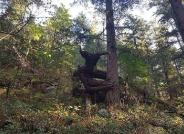 Встреча в лесу. Юмор - Фотография, Настроение, Юмор, Страх, Лес, Лето, Хорошее настроение, Прогулка, Деревня, Парк, Парейдолия, Фавн