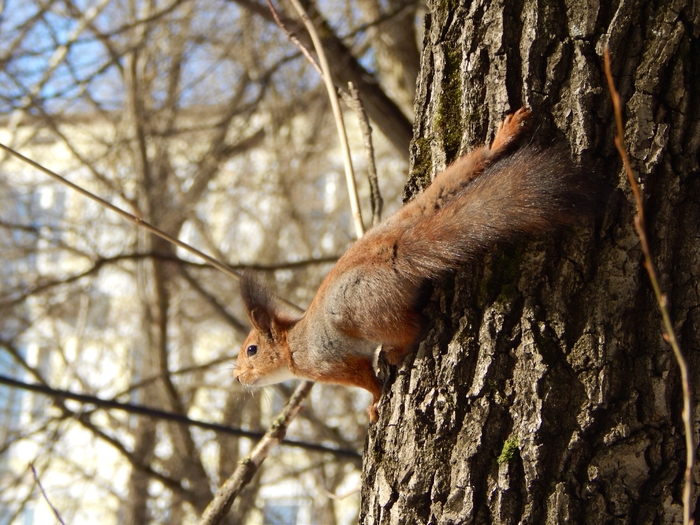 Запах весны