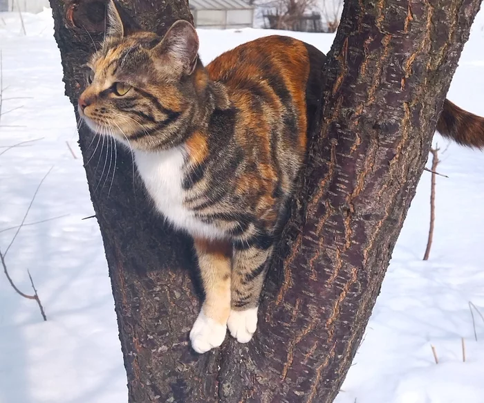 It smelled like spring... - My, Tricolor cat, cat, March, Tree, Milota, Mobile photography, 