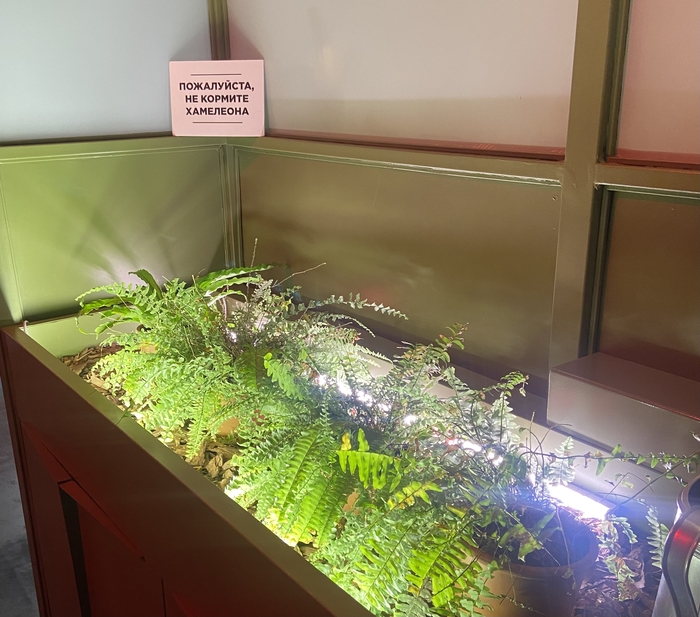 В одной пиццерии Санкт-Петербурга…