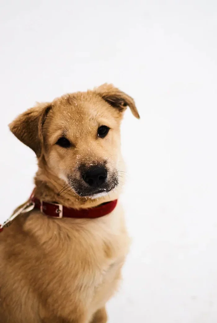 Фирмы фотосессий с животными. Набор животных игрушки. Приют в нижнем новгороде. Морские свинки в зоопарке. В некотором царстве рязань животные.