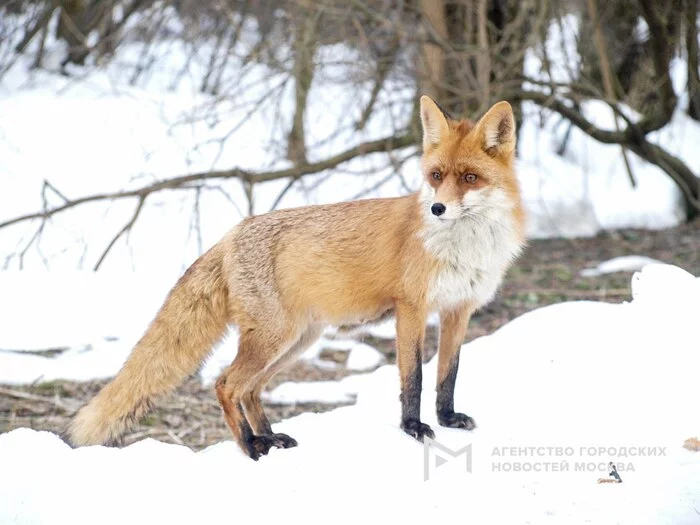 Fox in the park Kuzminki-Lyublino - Moscow, Fox, Kuzminki, Lyublino, Longpost, 