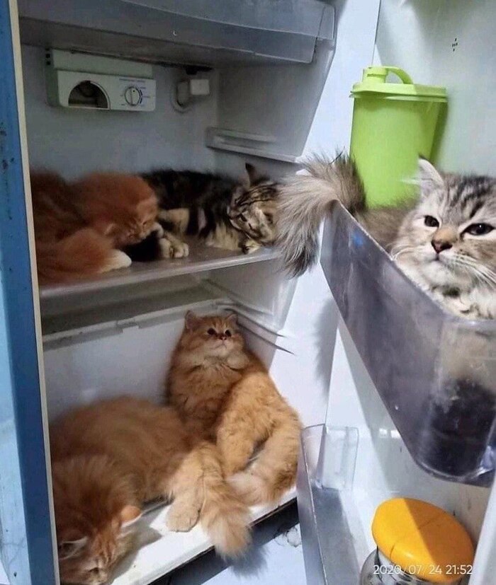 Охраняют холодильник, чтобы мышь не повесилась