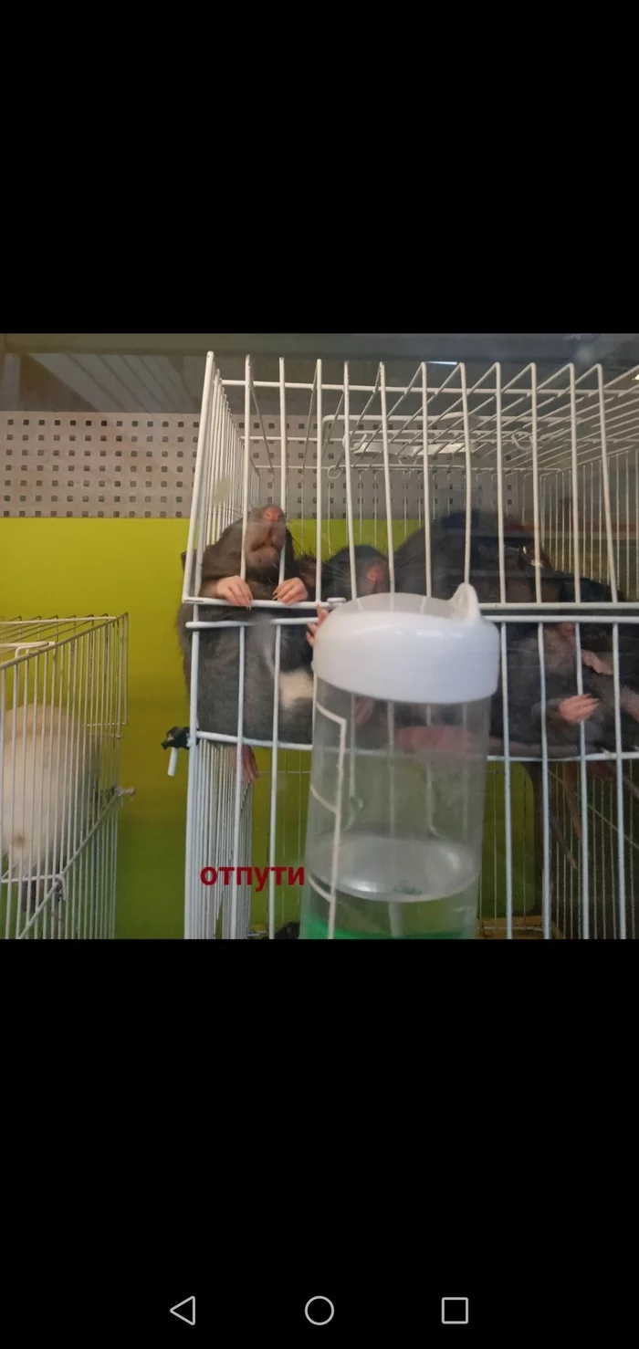 Rats in captivity - My, Animals, Pet Shop, Rat, 