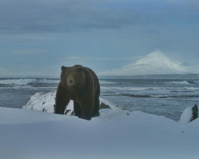 In Kamchatka, the first brown bear woke up - The Bears, Brown bears, Wild animals, Predatory animals, Hibernation, Kamchatka, Interesting, Reserves and sanctuaries, Kronotsky Reserve, Phototrap, 