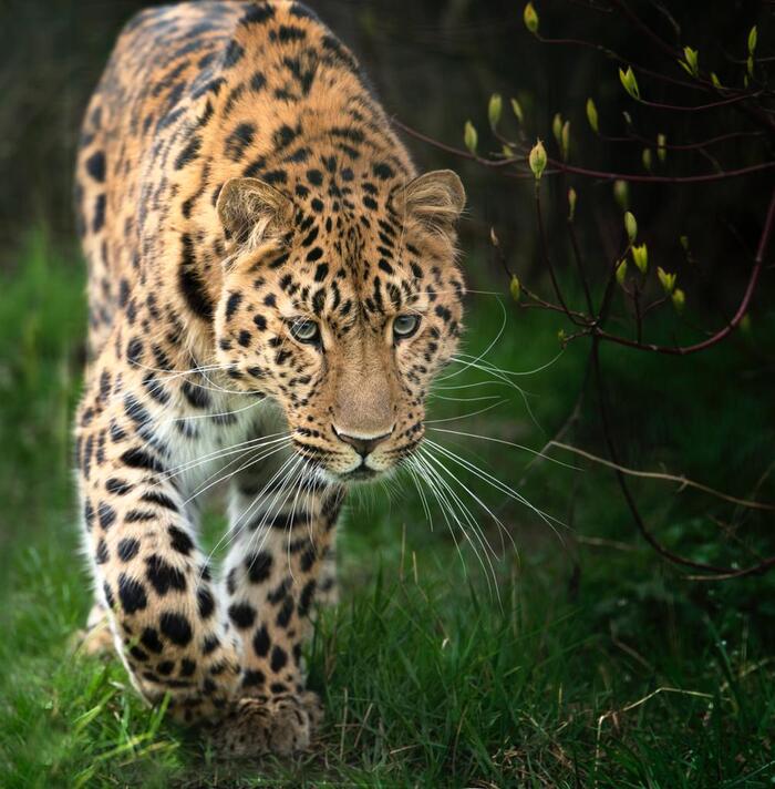 Просто амурская девушка